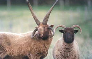 The Four-Horned Sheep: Meet the World's Most Unique and Delicious Breed - image 3