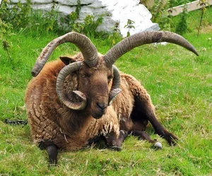 The Four-Horned Sheep: Meet the World's Most Unique and Delicious Breed - image 7