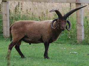 The Four-Horned Sheep: Meet the World's Most Unique and Delicious Breed - image 0