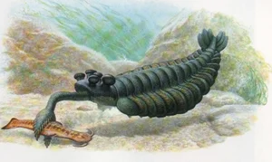Bizarre Wonders of the Cambrian Explosion: Exploring the Alien-Like Ancient Marine Creatures That Redefined Evolutionary History - image 3