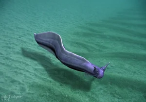 Bizarre Wonders of the Cambrian Explosion: Exploring the Alien-Like Ancient Marine Creatures That Redefined Evolutionary History - image 1