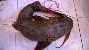 Unveiling the Myth and Reality of the Legendary Da River Monster - image 4