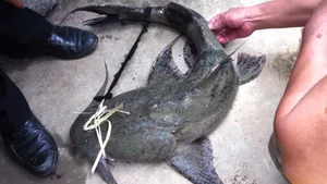 Unveiling the Myth and Reality of the Legendary Da River Monster - image 8