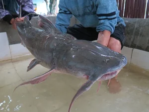Unveiling the Myth and Reality of the Legendary Da River Monster - image 5