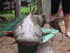 Unveiling the Myth and Reality of the Legendary Da River Monster - image 7