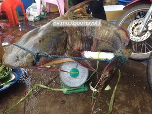 Unveiling the Myth and Reality of the Legendary Da River Monster - image 1