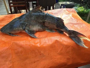 Unveiling the Myth and Reality of the Legendary Da River Monster - image 2