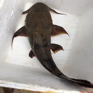 Unveiling the Myth and Reality of the Legendary Da River Monster - image 0