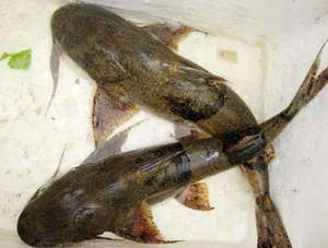 Unveiling the Myth and Reality of the Legendary Da River Monster - image 3