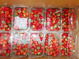 Son La Strawberries Flood Local Markets with Massive Price Cuts - image 8