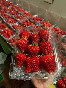 Son La Strawberries Flood Local Markets with Massive Price Cuts - image 6
