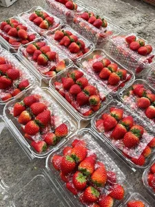 Son La Strawberries Flood Local Markets with Massive Price Cuts - image 7