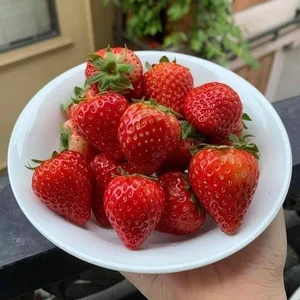 Son La Strawberries Flood Local Markets with Massive Price Cuts - image 4