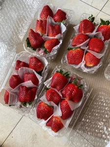 Son La Strawberries Flood Local Markets with Massive Price Cuts - image 5