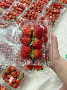 Son La Strawberries Flood Local Markets with Massive Price Cuts - image 3