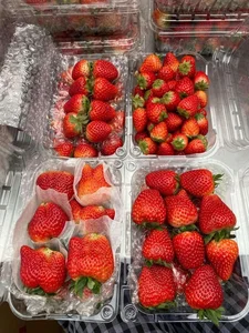Son La Strawberries Flood Local Markets with Massive Price Cuts - image 9