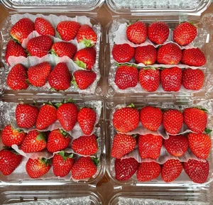 Son La Strawberries Flood Local Markets with Massive Price Cuts - image 0