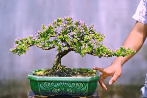 How Fragrant Wild Plants Are Transformed into Expensive Bonsai - image 9