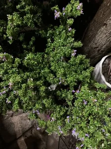 How Fragrant Wild Plants Are Transformed into Expensive Bonsai - image 3