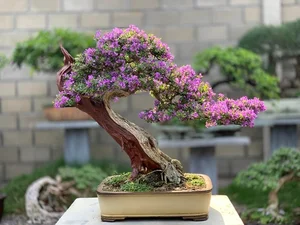 How Fragrant Wild Plants Are Transformed into Expensive Bonsai - image 8