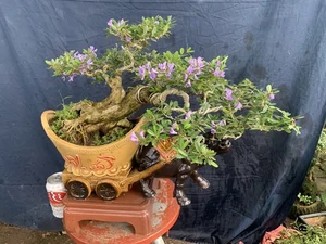 How Fragrant Wild Plants Are Transformed into Expensive Bonsai - image 6