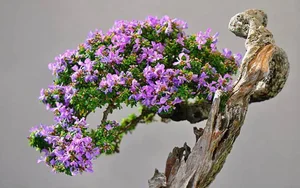 How Fragrant Wild Plants Are Transformed into Expensive Bonsai - image 4