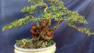 How Fragrant Wild Plants Are Transformed into Expensive Bonsai - image 1