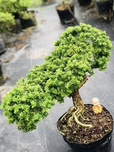 How Fragrant Wild Plants Are Transformed into Expensive Bonsai - image 0