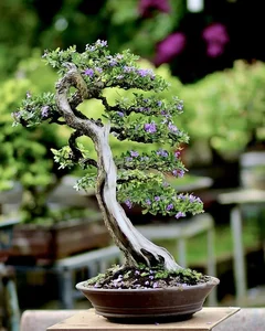 How Fragrant Wild Plants Are Transformed into Expensive Bonsai - image 7