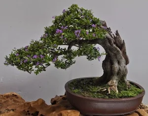 How Fragrant Wild Plants Are Transformed into Expensive Bonsai - image 2