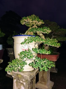 How Fragrant Wild Plants Are Transformed into Expensive Bonsai - image 5