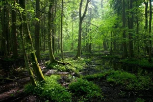 Inside Europe Last Primeval Forest: A Journey Into Ancient Wilderness - image 5