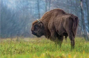 Inside Europe Last Primeval Forest: A Journey Into Ancient Wilderness - image 4