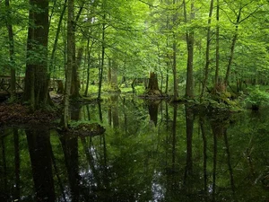 Inside Europe Last Primeval Forest: A Journey Into Ancient Wilderness - image 1