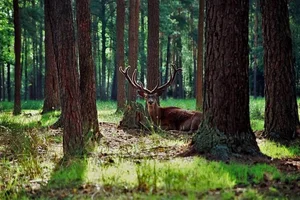 Inside Europe Last Primeval Forest: A Journey Into Ancient Wilderness - image 0