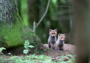 Inside Europe Last Primeval Forest: A Journey Into Ancient Wilderness - image 3