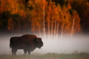 Inside Europe Last Primeval Forest: A Journey Into Ancient Wilderness - image 7