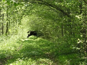 Inside Europe Last Primeval Forest: A Journey Into Ancient Wilderness - image 2
