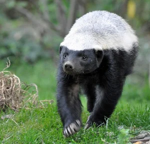 Incredible and Lesser-Known Facts About the Fascinating Weasel Family - image 7