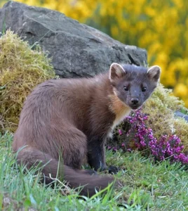 Incredible and Lesser-Known Facts About the Fascinating Weasel Family - image 11