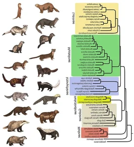 Incredible and Lesser-Known Facts About the Fascinating Weasel Family - image 5