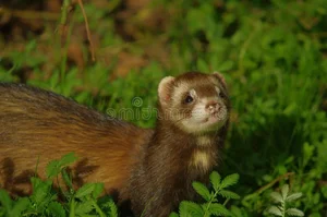 Incredible and Lesser-Known Facts About the Fascinating Weasel Family - image 0