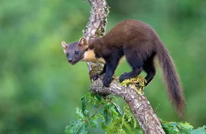 Incredible and Lesser-Known Facts About the Fascinating Weasel Family - image 9