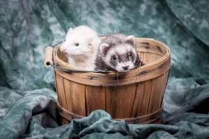 Incredible and Lesser-Known Facts About the Fascinating Weasel Family - image 1