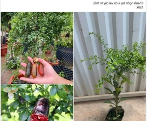 Rare Finger Citrons: Discover the Exotic Fruit Trending at $120 Per Kilogram - image 9