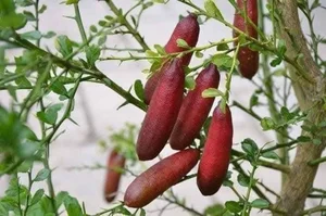 Rare Finger Citrons: Discover the Exotic Fruit Trending at $120 Per Kilogram - image 3