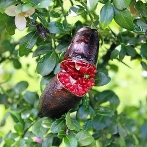 Rare Finger Citrons: Discover the Exotic Fruit Trending at $120 Per Kilogram - image 1
