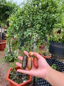 Rare Finger Citrons: Discover the Exotic Fruit Trending at $120 Per Kilogram - image 6