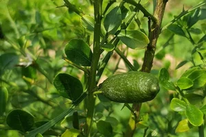 Rare Finger Citrons: Discover the Exotic Fruit Trending at $120 Per Kilogram - image 5