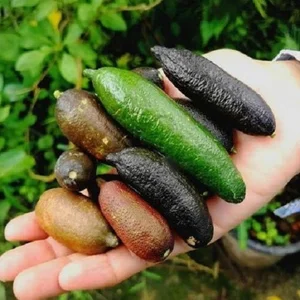 Rare Finger Citrons: Discover the Exotic Fruit Trending at $120 Per Kilogram - image 8